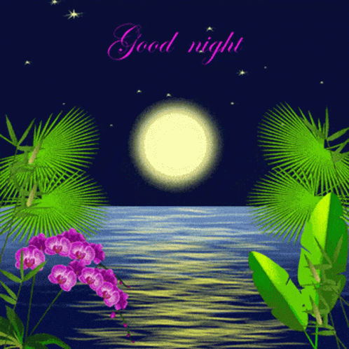 Bonne Nuit GIF