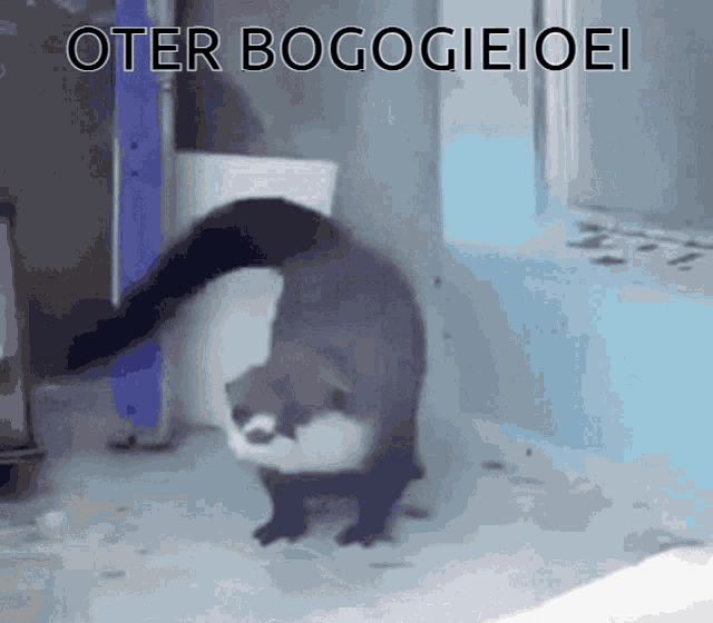 Boogie Otter GIF