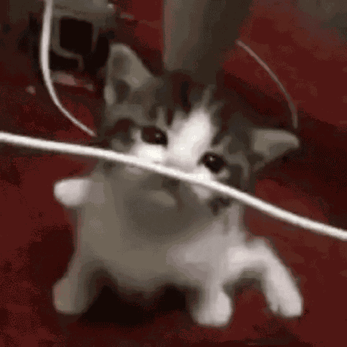 Boom Boom Cat Boom GIF