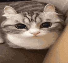 Boom Cat GIF