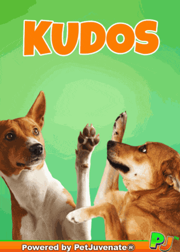 Boop Bork Blep Boof And Hound Dog Dog Speak Congratulations Awesome Pawsome GIF