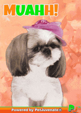 Boop Bork Blep Boof And Hound Dog Dog Talk Love Doggo GIF