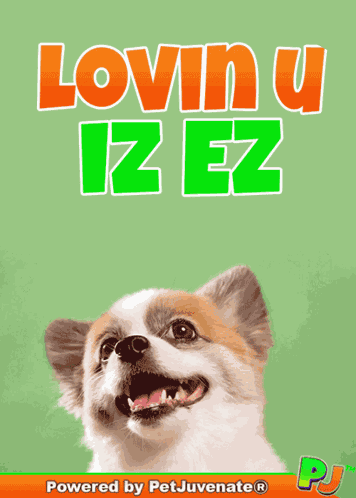 Boop Bork Blep Boof And Hound Dog Dog Talk Love Doggo GIF