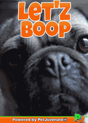 Boop The Snoot Funny Gif Boop Puppy Funny Gif Cute GIF