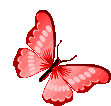 Borboletas Butterflies Sticker