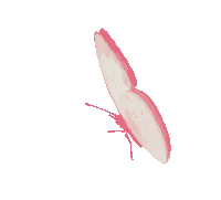 Borboletas Butterflies Sticker