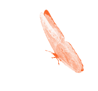 Borboletas Butterflies Sticker