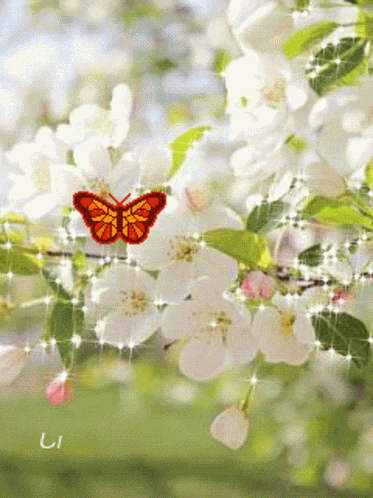 Borboletas Butterflies GIF
