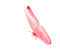 Borboletas Butterflies Sticker