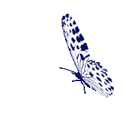 Borboletas Butterfly Sticker
