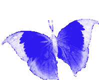 Borboletas Butterfly Sticker