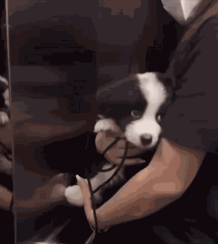 Border Collie Border Collie Scared GIF