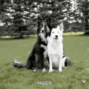 Border Collie Hug GIF