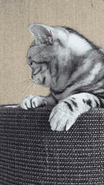 Boring Cat GIF