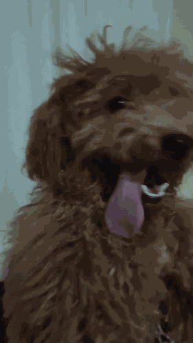 Boss Dog GIF