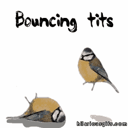 Bouncing Birds Bird GIF