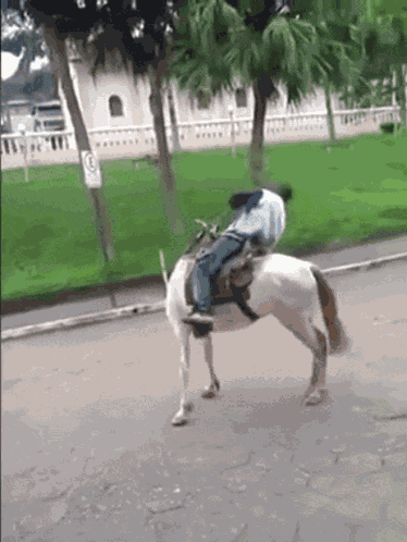 Bourré Drunk GIF