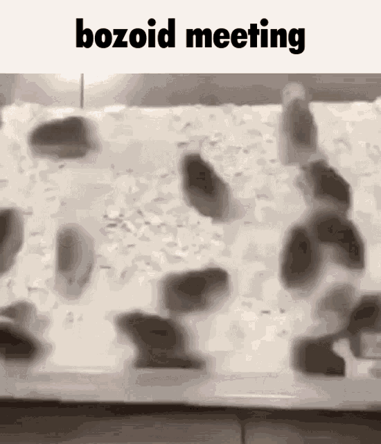 Bozoid Hamster GIF