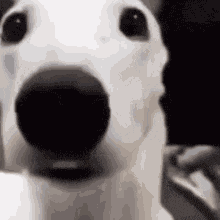 Bpk Scared Dog GIF