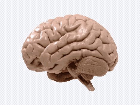 Brain Big Brain GIF