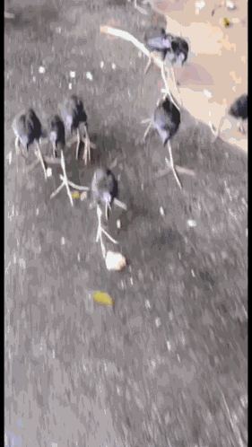 Brainrot Sigma GIF
