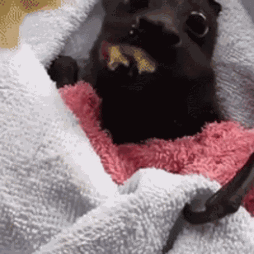 Braytwts Bat GIF