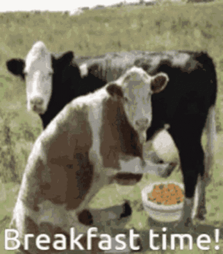 Breakfast Time Cereal GIF