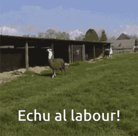 Brezhoneg Echu GIF
