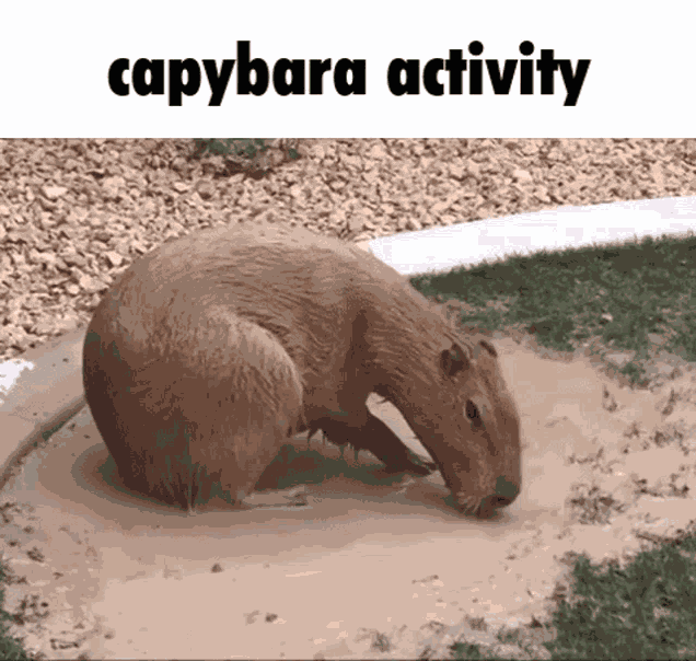 Brickrigs Capybara Meme