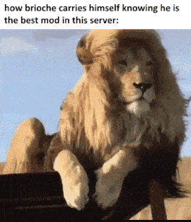 Brioche Best Admin GIF