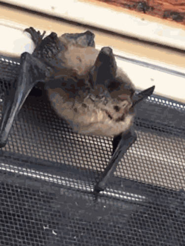Brown Bat Bats GIF