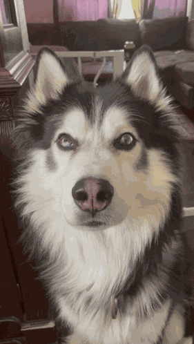 Bruce Baby Dog GIF