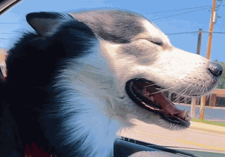 Bruce Bruce Baby GIF