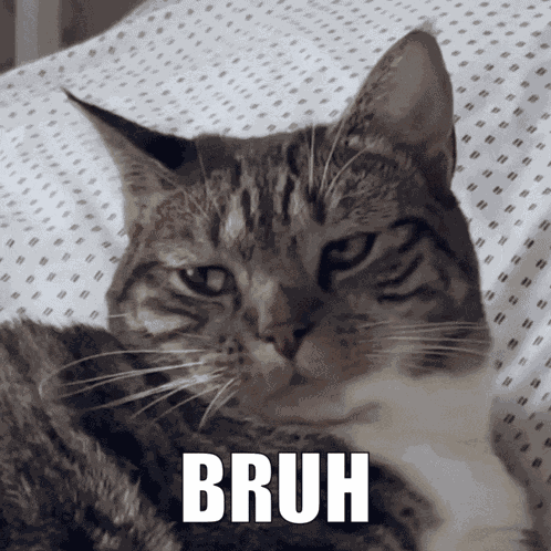 Bruh Grumpy Cat GIF