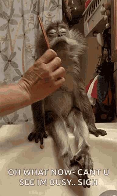 Brushing Monkey GIF