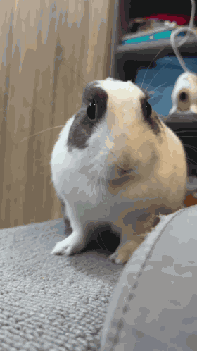 Bububunny Rabbit Cute GIF