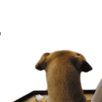 Buenosdias Puravida Sticker