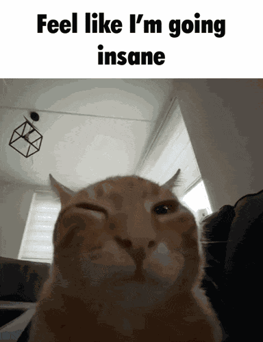 Buh Cat GIF