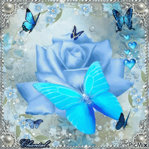 Bule Rose GIF