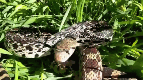 Bullsnake Rattlesnake GIF