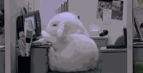 Bunnies Rabbits GIF