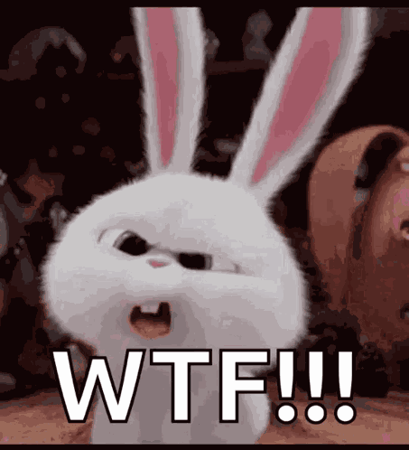 Bunnies What GIF