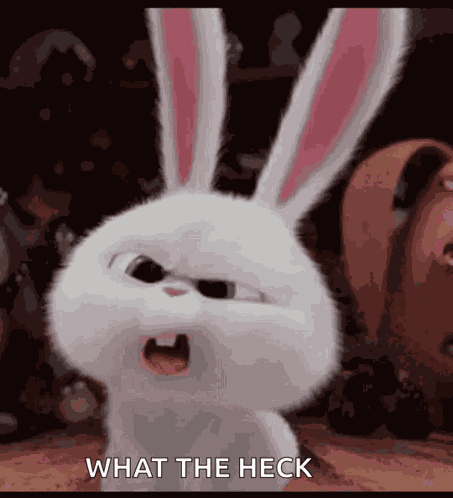 Bunnies What GIF