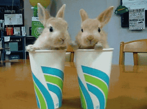 Bunny Baby GIF