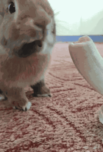 Bunny Banana Banana Bunny GIF
