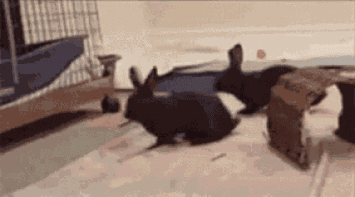 Bunny Binkie GIF