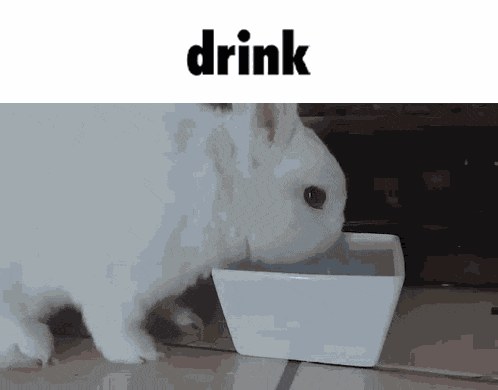 Bunny Bnuy GIF