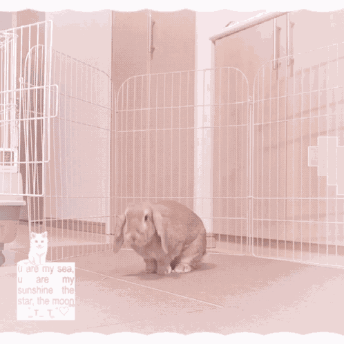Bunny Bunnies GIF