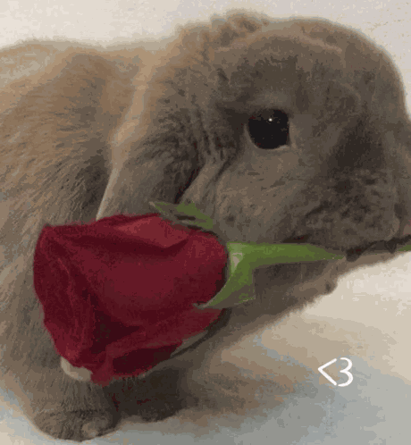 Bunny Bunnies GIF