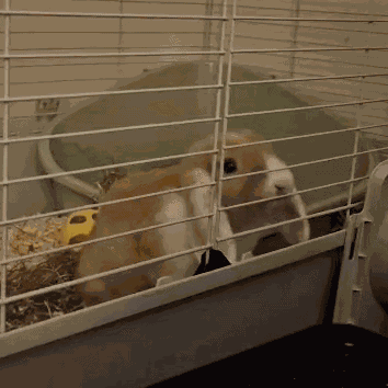 Bunny Bunny Angry GIF